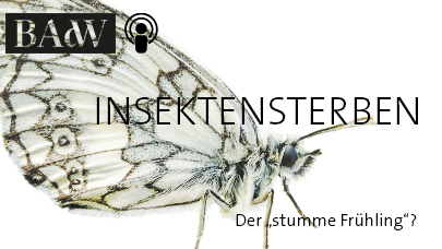 Schmetterling